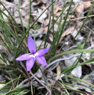 Glossodia major (Wax Lip Orchid) at Hackett, ACT - 5 Oct 2019 by JasonC