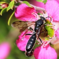Tiphiidae (family) at Dignams Creek, NSW - 16 Oct 2019 01:37 PM