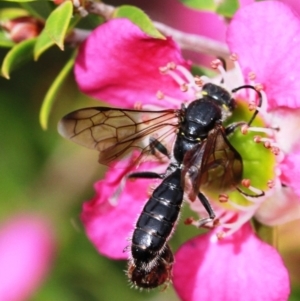 Tiphiidae (family) at Dignams Creek, NSW - 16 Oct 2019 01:37 PM