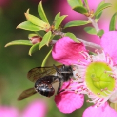 Tiphiidae (family) at Dignams Creek, NSW - 16 Oct 2019 01:37 PM