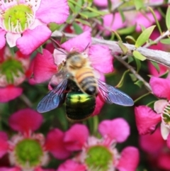 Xylocopa (Lestis) aerata (Golden-Green Carpenter Bee) at Dignams Creek, NSW - 16 Oct 2019 by Maggie1