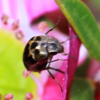 Mordellidae (family) (Unidentified pintail or tumbling flower beetle) at Dignams Creek, NSW - 16 Oct 2019 by Maggie1