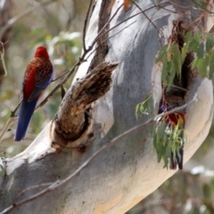 Platycercus elegans at Rendezvous Creek, ACT - 14 Oct 2019