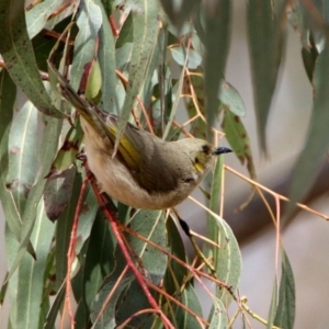 Ptilotula fusca at Rendezvous Creek, ACT - 14 Oct 2019