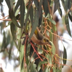 Ptilotula fusca at Rendezvous Creek, ACT - 14 Oct 2019