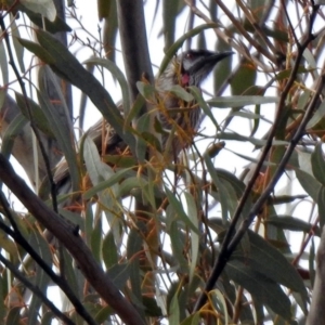 Anthochaera carunculata at Rendezvous Creek, ACT - 14 Oct 2019