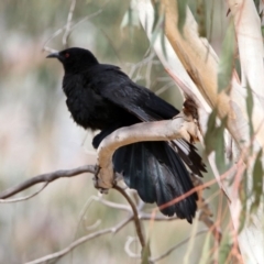 Corcorax melanorhamphos (White-winged Chough) at Rendezvous Creek, ACT - 14 Oct 2019 by RodDeb