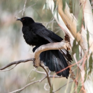 Corcorax melanorhamphos at Rendezvous Creek, ACT - 14 Oct 2019