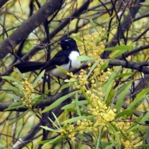 Rhipidura leucophrys at Rendezvous Creek, ACT - 14 Oct 2019