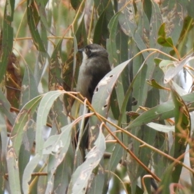 Melithreptus brevirostris (Brown-headed Honeyeater) at Rendezvous Creek, ACT - 14 Oct 2019 by RodDeb