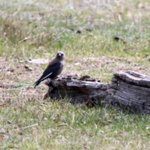 Artamus cyanopterus at Rendezvous Creek, ACT - 14 Oct 2019