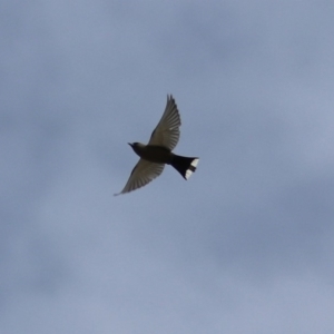 Artamus cyanopterus at Rendezvous Creek, ACT - 14 Oct 2019