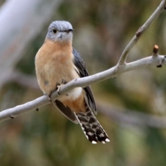 Cacomantis flabelliformis (Fan-tailed Cuckoo) at Rendezvous Creek, ACT - 14 Oct 2019 by RodDeb