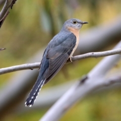 Cacomantis flabelliformis at Rendezvous Creek, ACT - 14 Oct 2019 01:32 PM