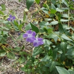 Vinca major (Blue Periwinkle) at Jerrabomberra, ACT - 16 Oct 2019 by Mike