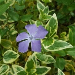 Vinca major (Blue Periwinkle) at Jerrabomberra, ACT - 16 Oct 2019 by Mike