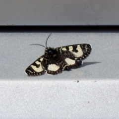 Agaristodes feisthamelii at Rendezvous Creek, ACT - 14 Oct 2019 11:29 AM