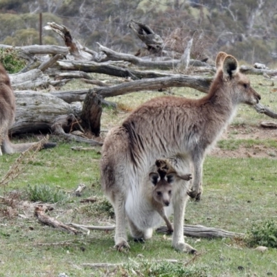 Macropus giganteus (Eastern Grey Kangaroo) at Rendezvous Creek, ACT - 14 Oct 2019 by RodDeb