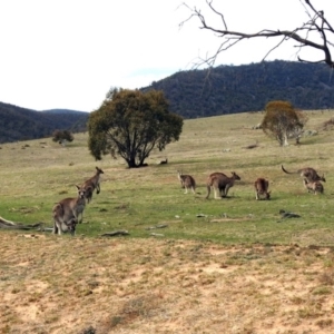 Macropus giganteus at Rendezvous Creek, ACT - 14 Oct 2019 01:27 PM