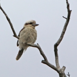 Dacelo novaeguineae at Rendezvous Creek, ACT - 14 Oct 2019