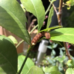 Capusa (genus) at Hackett, ACT - 16 Oct 2019 01:07 PM