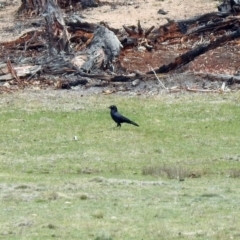 Corvus mellori (Little Raven) at Rendezvous Creek, ACT - 14 Oct 2019 by RodDeb