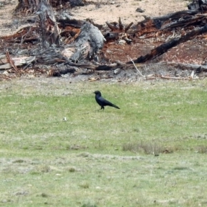 Corvus mellori at Rendezvous Creek, ACT - 14 Oct 2019 01:27 PM