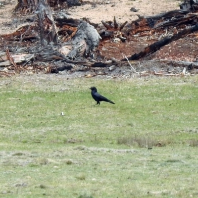 Corvus mellori (Little Raven) at Rendezvous Creek, ACT - 14 Oct 2019 by RodDeb
