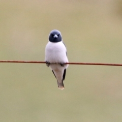 Artamus personatus (Masked Woodswallow) at Rendezvous Creek, ACT - 14 Oct 2019 by RodDeb