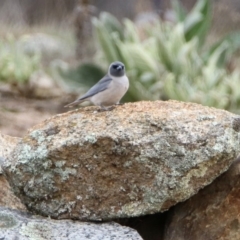 Artamus personatus at Rendezvous Creek, ACT - 14 Oct 2019