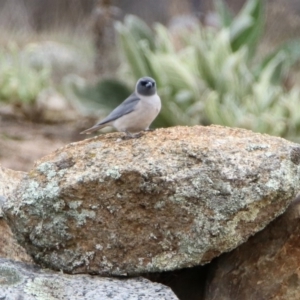 Artamus personatus at Rendezvous Creek, ACT - 14 Oct 2019 11:10 AM