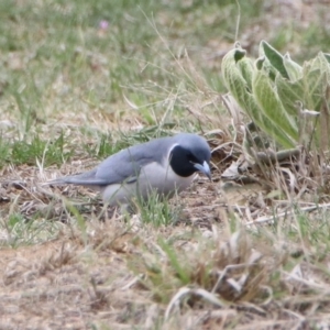 Artamus personatus at Rendezvous Creek, ACT - 14 Oct 2019