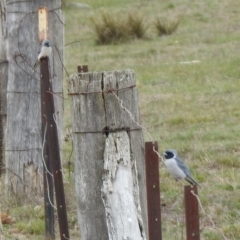 Artamus personatus at Rendezvous Creek, ACT - 14 Oct 2019