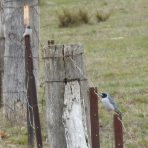 Artamus personatus at Rendezvous Creek, ACT - 14 Oct 2019 11:10 AM