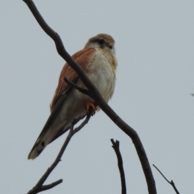 Falco cenchroides (Nankeen Kestrel) at Booth, ACT - 14 Oct 2019 by RodDeb