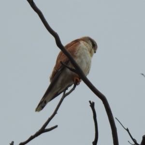 Falco cenchroides at Booth, ACT - 14 Oct 2019