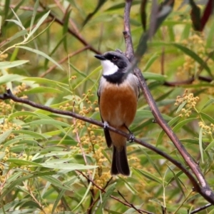 Pachycephala rufiventris at Rendezvous Creek, ACT - 14 Oct 2019