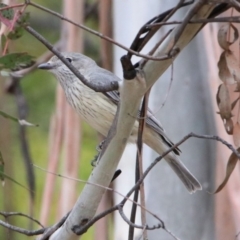 Pachycephala rufiventris at Rendezvous Creek, ACT - 14 Oct 2019