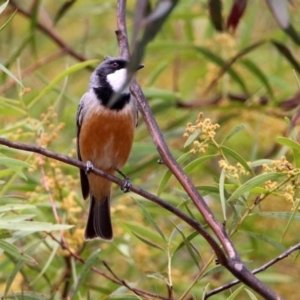 Pachycephala rufiventris at Rendezvous Creek, ACT - 14 Oct 2019