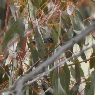 Pardalotus punctatus (Spotted Pardalote) at Rendezvous Creek, ACT - 14 Oct 2019 by RodDeb