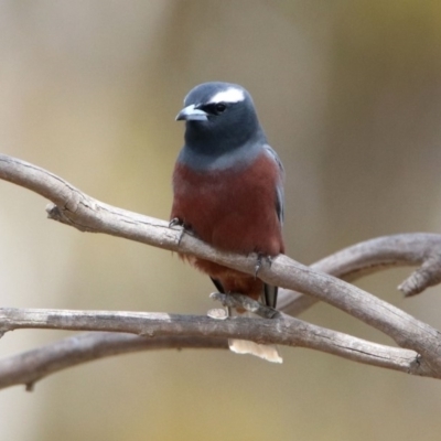 Artamus superciliosus (White-browed Woodswallow) at Rendezvous Creek, ACT - 14 Oct 2019 by RodDeb