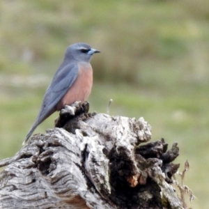 Artamus superciliosus at Rendezvous Creek, ACT - 14 Oct 2019