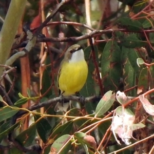 Gerygone olivacea at Rendezvous Creek, ACT - 14 Oct 2019