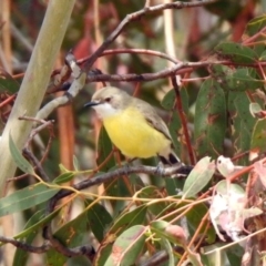 Gerygone olivacea at Rendezvous Creek, ACT - 14 Oct 2019