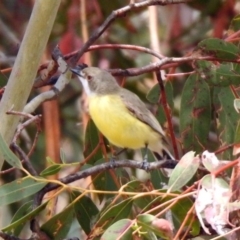 Gerygone olivacea at Rendezvous Creek, ACT - 14 Oct 2019