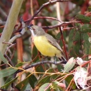 Gerygone olivacea at Rendezvous Creek, ACT - 14 Oct 2019