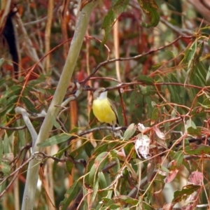 Gerygone olivacea at Rendezvous Creek, ACT - 14 Oct 2019