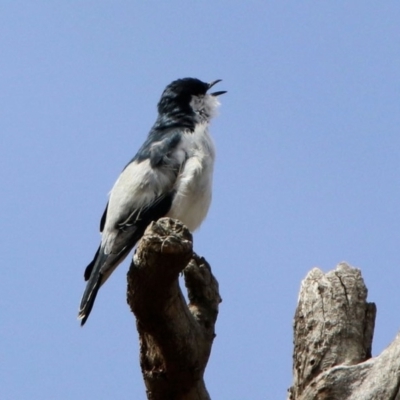 Lalage tricolor (White-winged Triller) at Rendezvous Creek, ACT - 14 Oct 2019 by RodDeb