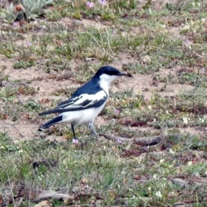 Lalage tricolor at Rendezvous Creek, ACT - 14 Oct 2019 11:31 AM