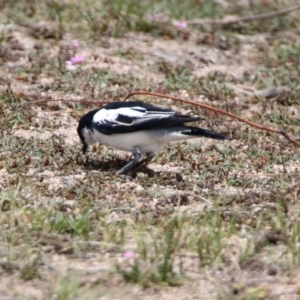 Lalage tricolor at Rendezvous Creek, ACT - 14 Oct 2019 11:31 AM